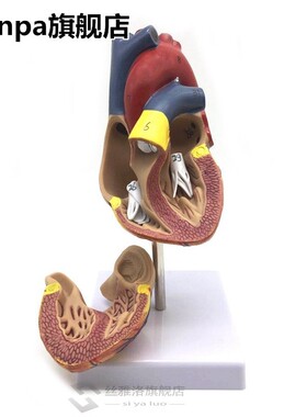 1: 1 Human Heart Model, Anatomically Accurate Heart Model Li