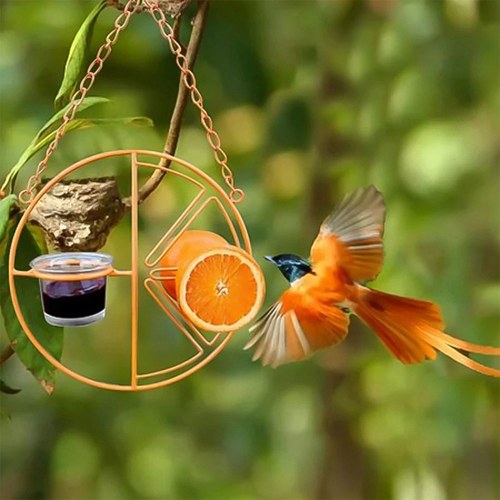 Hot Oriole Bird Feeder for Outdoors Jelly and Oranges