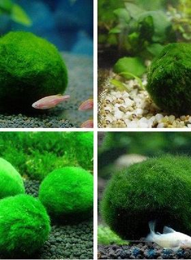 3-4Cm Groene Marimo Mos Bal Cladophora Live Aquarium Plant
