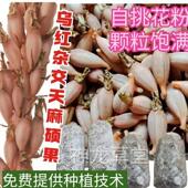 天麻蒴乌红交天麻蒴杂发果萌菌天麻种果植套餐0TPR代天麻种子培育