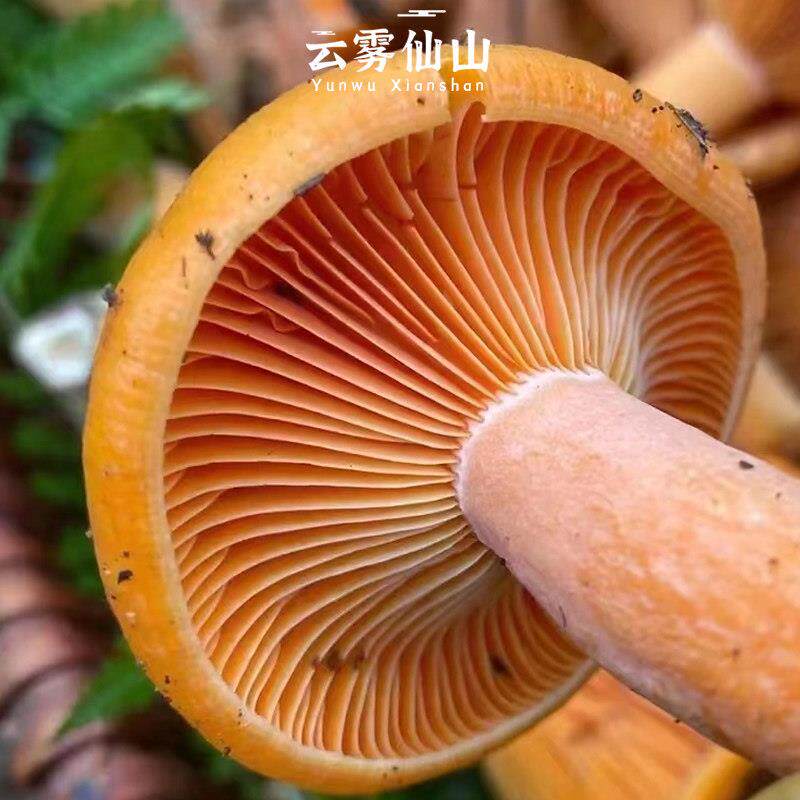 云仙山 新鲜松乳50雾0g CTG松菌树菌谷菇松熟菌鲜货野生蘑菇寒丛