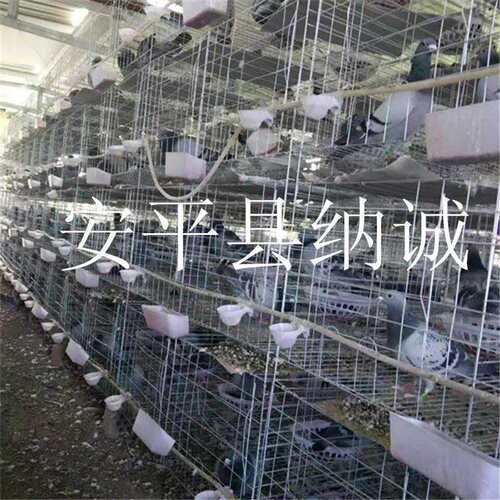 现货供应养殖鸽子铁丝镀锌鸽笼子家用饲养鸽子专用笼具
