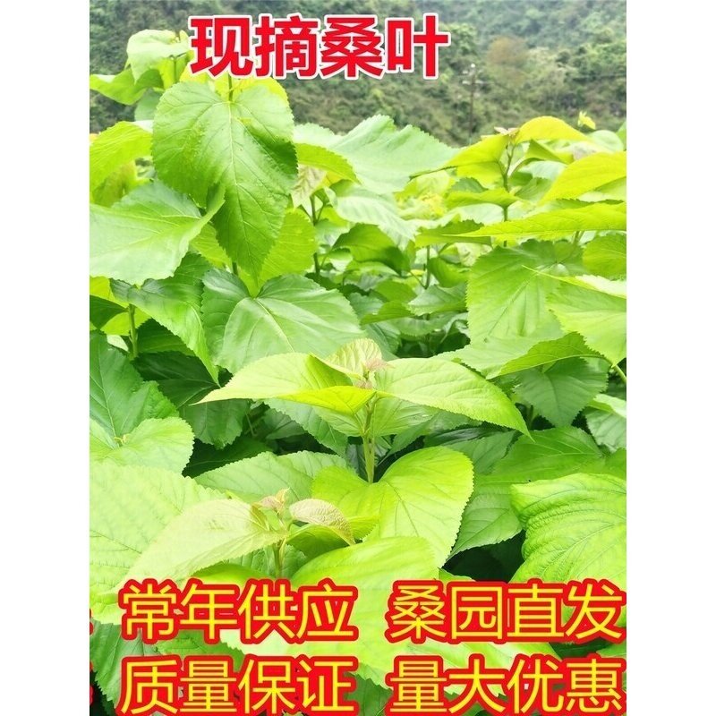 现摘产地直发新鲜大小蚕宝宝食物喂蚕成熟嫩桑叶顺丰包邮量大
