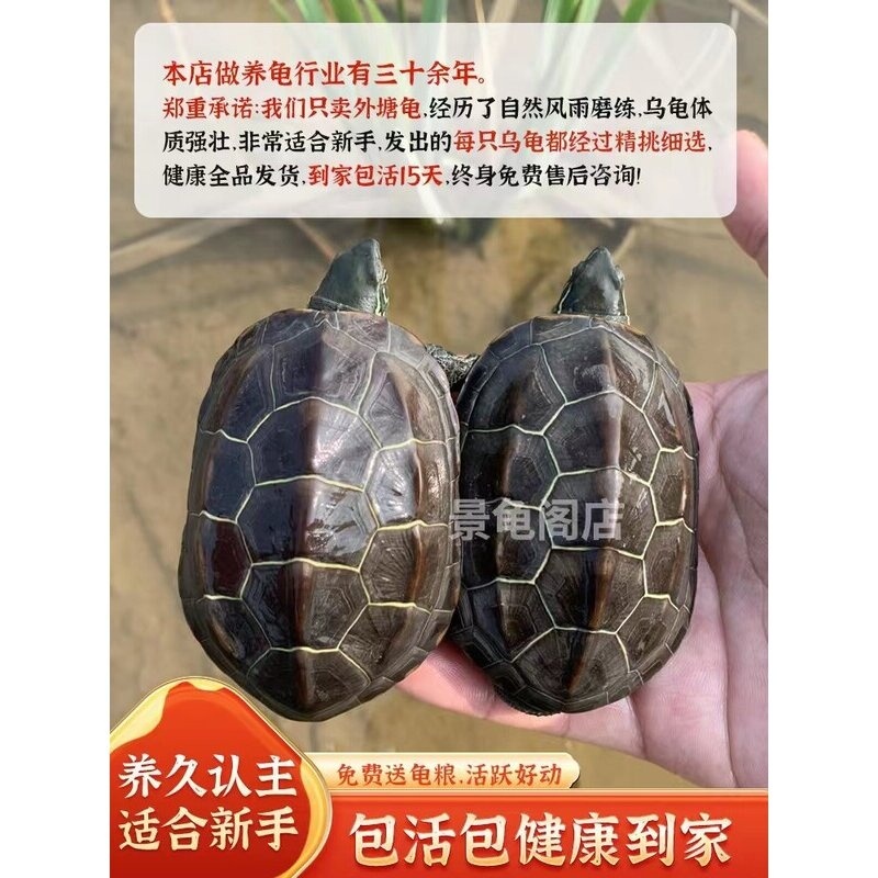 乌龟金线草龟中华草龟冷水外塘大小龟苗活物体宠物龟龟长寿龟