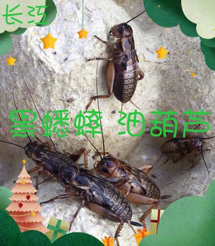油葫芦大蟋蟀蛐蛐活体虫子活虫爬虫宠物蜥蝎守宫龙鱼鸟食饲料包邮