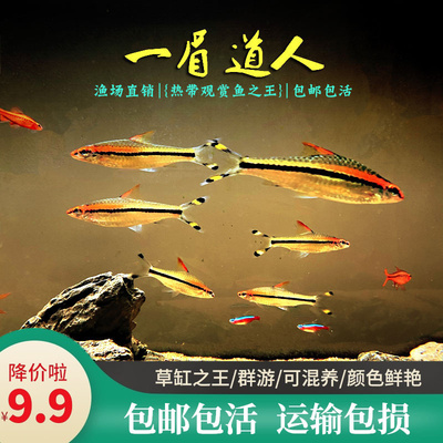 一眉道人鱼红眉灯科鱼小型淡水草缸群游好养易活热带观赏鱼活体