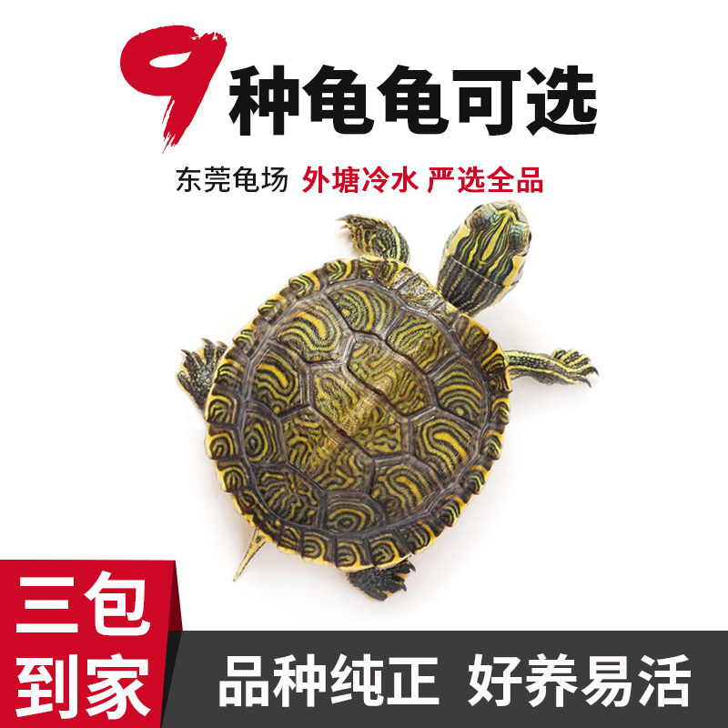 小乌龟活体鳄龟地图中华草龟活物巴西龟蛋墨龟火焰黄耳深水西锦龟图片