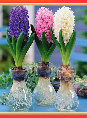 风信子种球水养土培套餐冬季水培种籽四季耐寒易种活室内花卉盆栽