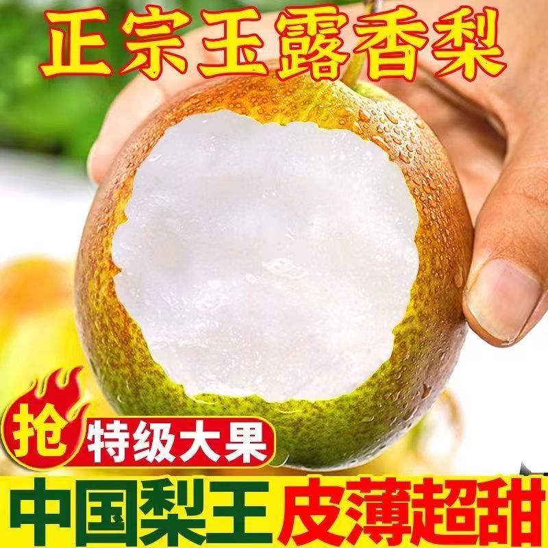 山西玉露香梨5斤新鲜水果当季现摘脆甜梨子酥梨香梨大果孕妇