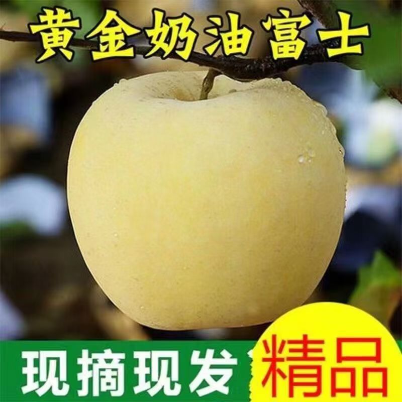 山东烟台黄金奶油富士苹果当季正宗奶油苹果整箱包邮时令5斤鲜果