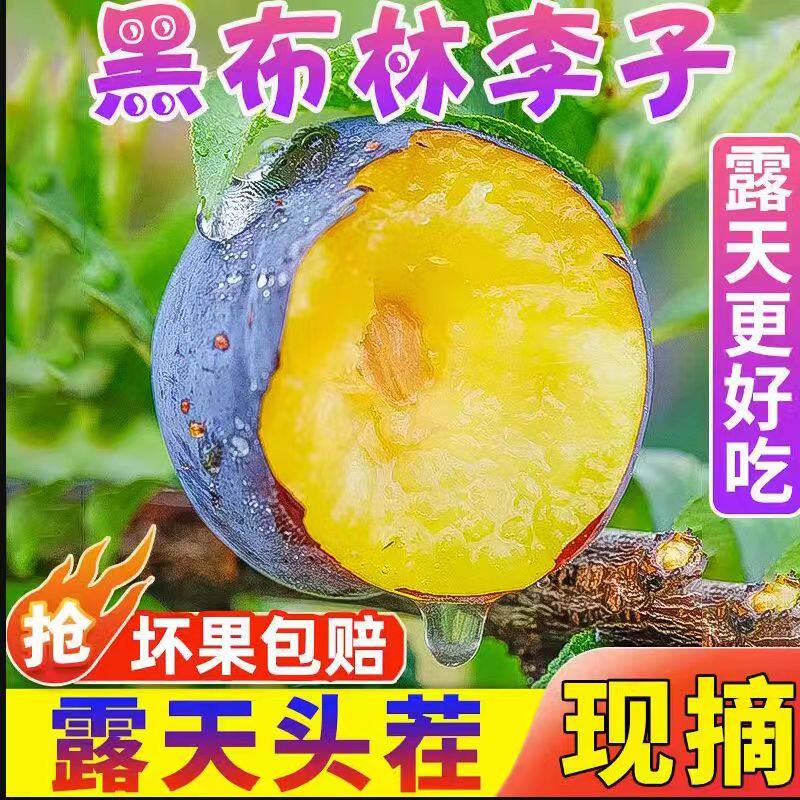 26新鲜黑布林大李子5斤黄心酸甜当应季孕妇水果整箱非恐龙蛋黄肉