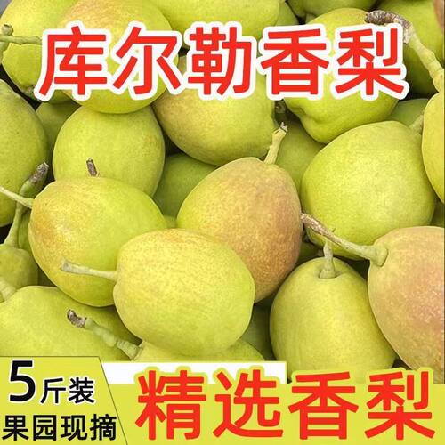 正宗新疆库尔勒香梨全母梨子新鲜水果孕妇梨子小香梨整箱5斤包邮