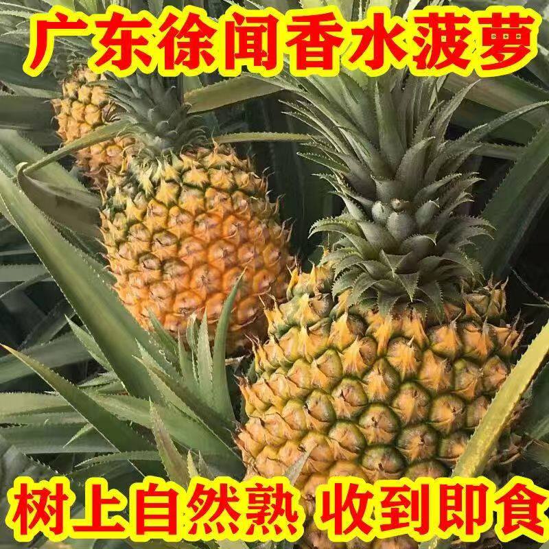 广东徐闻香水菠萝现摘新鲜大果应季水果凤梨手撕整箱包邮特价酸甜