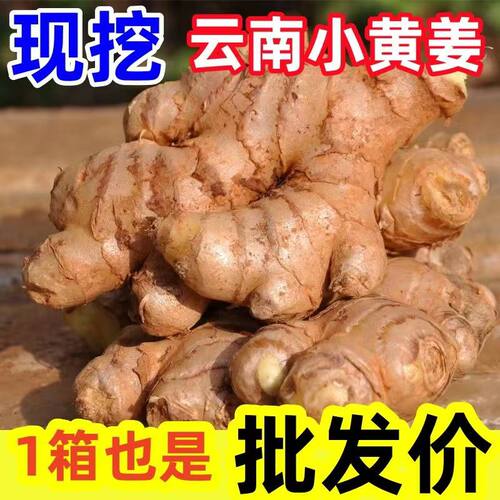2026云南小黄姜当季新鲜生姜现挖高山沙姜老姜土姜月子姜嫩姜生姜