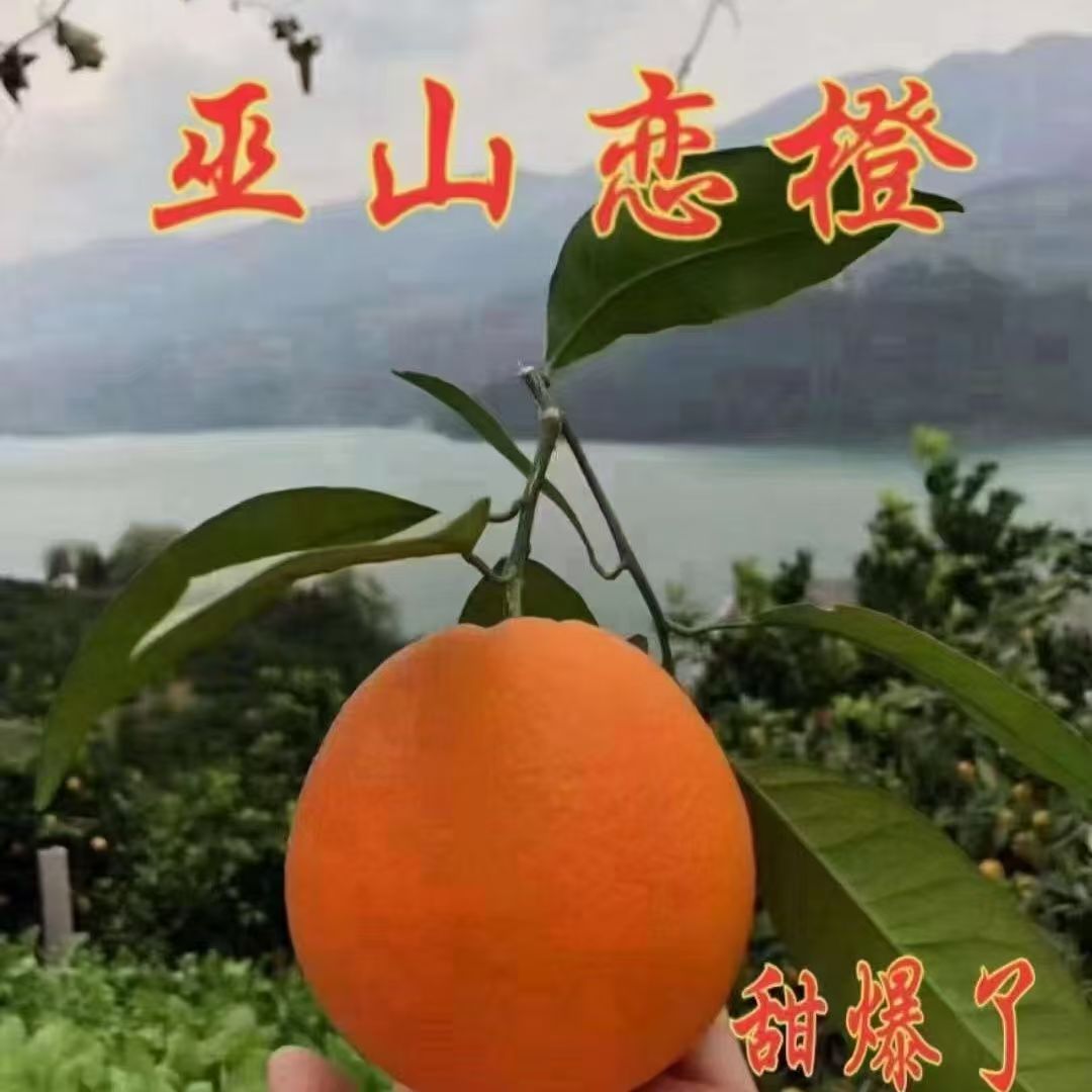 正宗新鲜重庆三峡脐橙纽荷尔脐橙当季孕妇水果现摘手剥橙子彩箱
