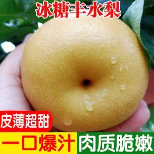 现摘丰水梨新鲜当季水果薄皮梨子砀山梨脆甜整箱多汁丰水梨