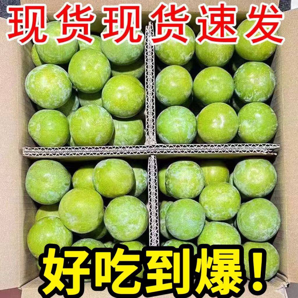 现货5斤现摘青脆李新鲜水果孕妇空心李脱骨李贵州江安李四川李子