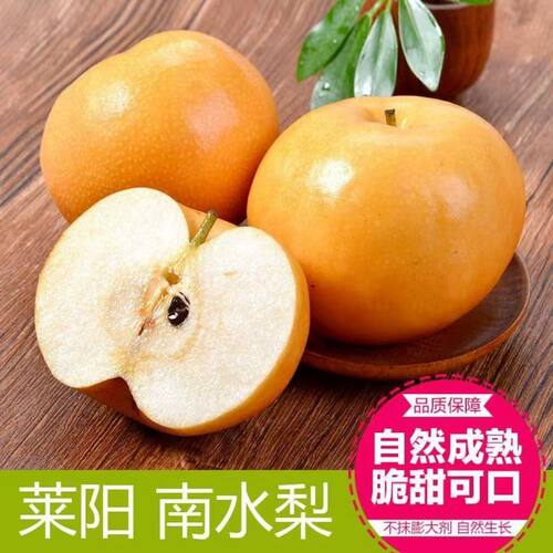 【脆甜】南水梨正宗脆甜多汁梨子当季应新鲜水果采摘自然种植现摘