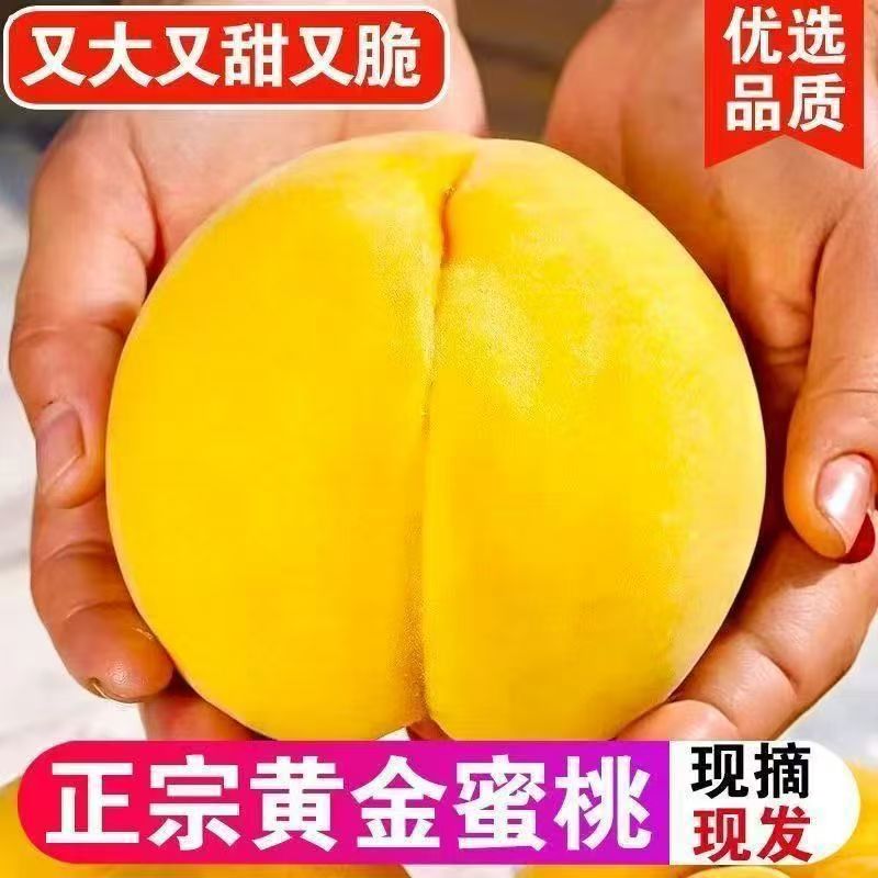 山东黄桃应当季水果产地直发桃子整件包邮新鲜黄金蜜毛桃包邮