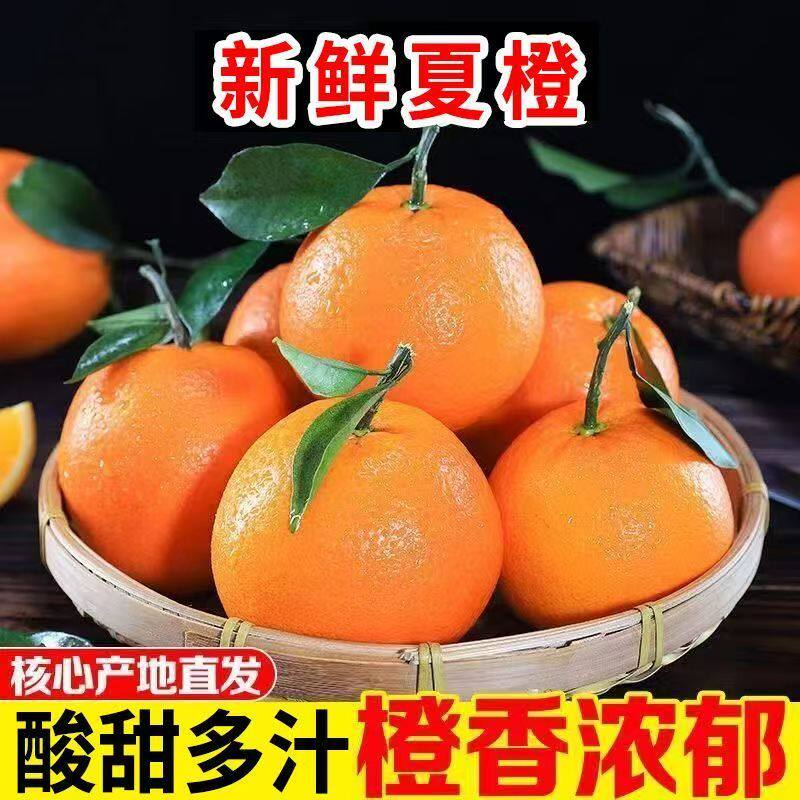 新鲜夏橙当季时令水果现摘整箱果冻橙手剥冰糖甜橙子大果正宗包邮