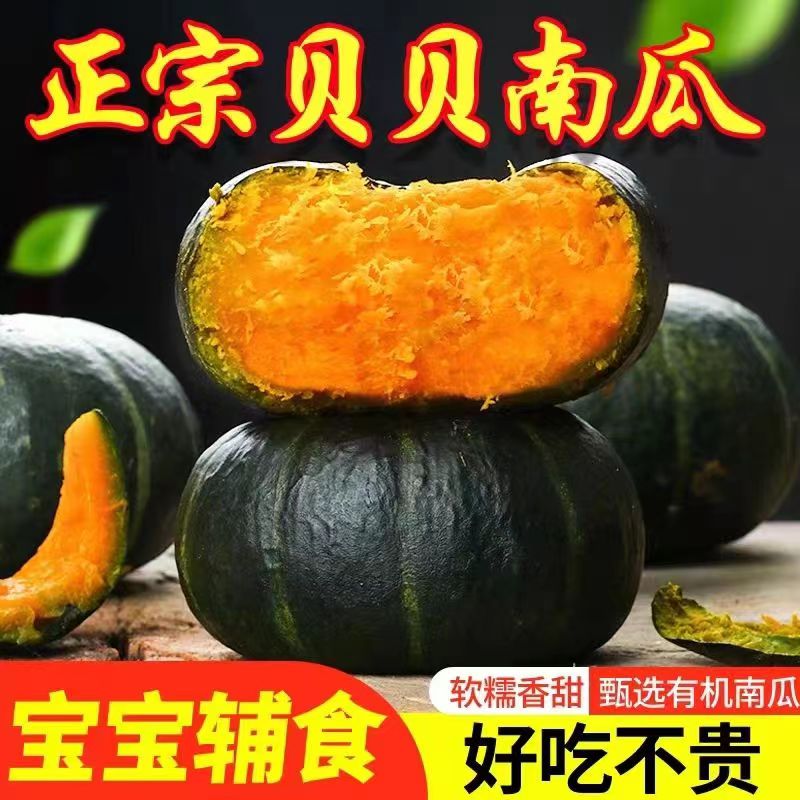 贝贝南瓜正宗板栗味老南瓜新鲜正品栗子面小南瓜婴儿甜粉糯惠和