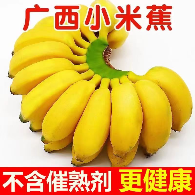 广西正宗精品小米蕉新鲜水果包邮非芭蕉牛角蕉巴蕉网红小香蕉