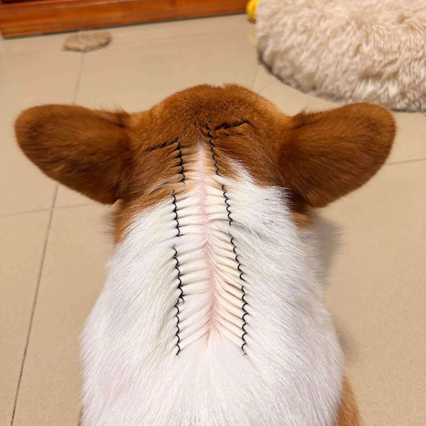 宠物驱虫发夹小道具工具宠物狗狗发夹抓夹发卡小猫驱虫固定夹辅助