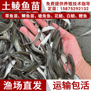 鲮鱼苗土鲮鱼苗麦鲮泰鲮鱼苗活体冷水淡水养殖食用小鱼苗喂龟宠物
