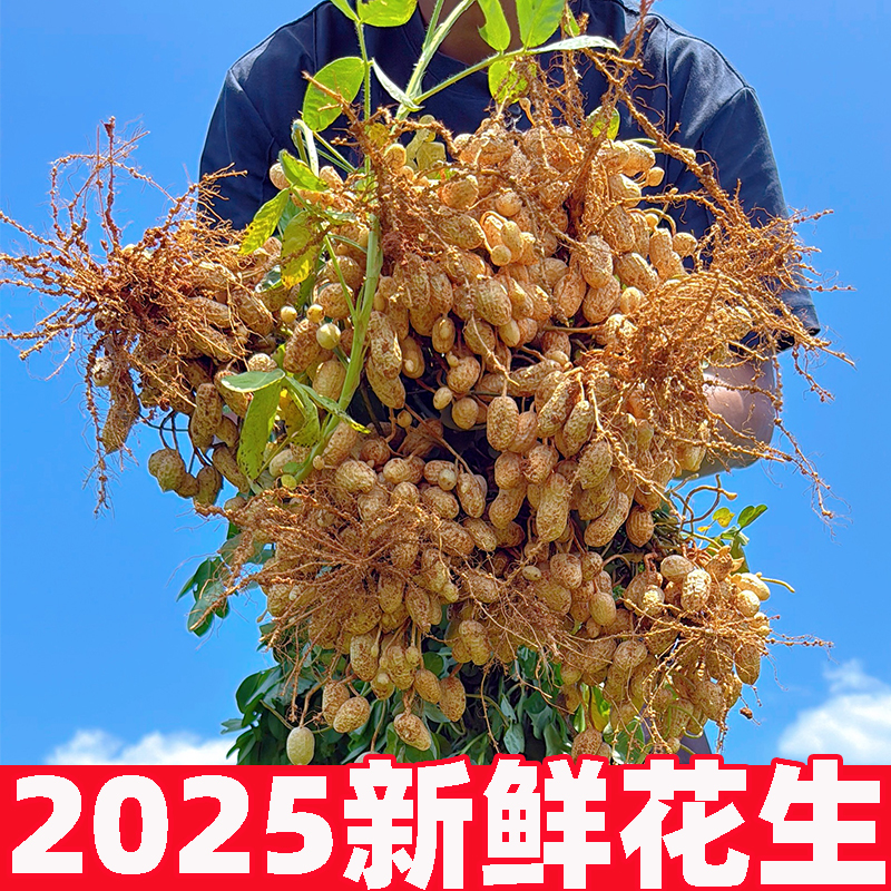 2025年新鲜花生带壳农家现挖现发当季的湿花生带泥粉皮装水煮批发