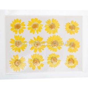 12pcs Pressed Flower Card Making Art Craft Materials Dried