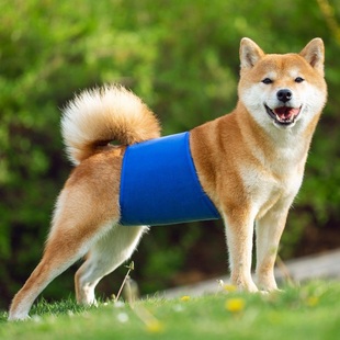 Dog Diaper Pants Sanitary Physiological Pant Female Dog