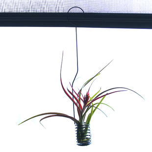 Flower Stand Mini Hanging Air Plant Pot Stand Container