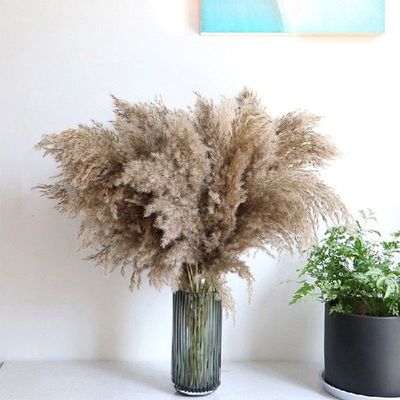 5/10Pcs/Bunch 30/80cm Natural Phragmites&Reed