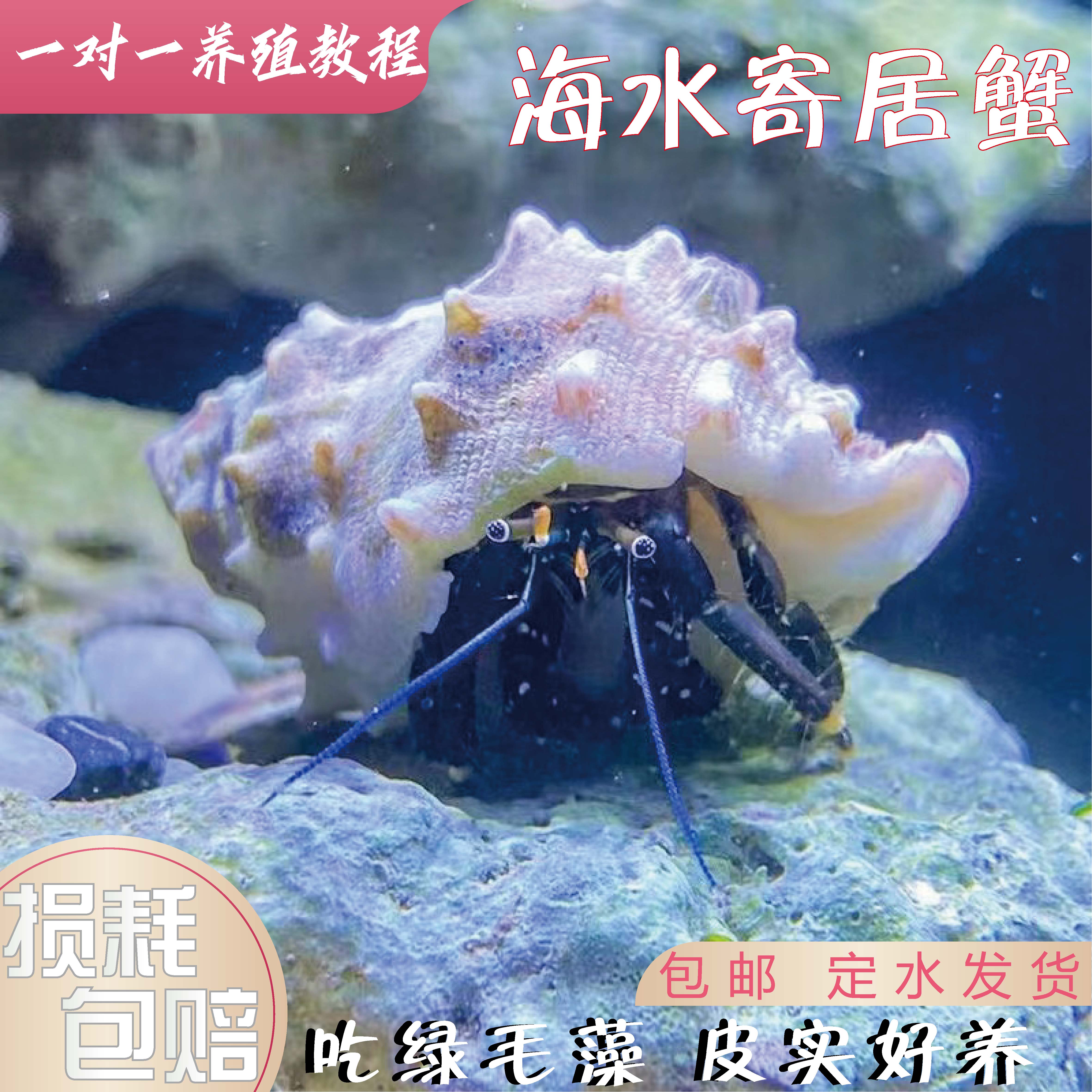 海水寄居蟹小丑鱼珊瑚寄生海蟹