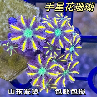 手星花珊瑚金边绿芯好养繁殖新手软体LPS活体包损大手星花包邮