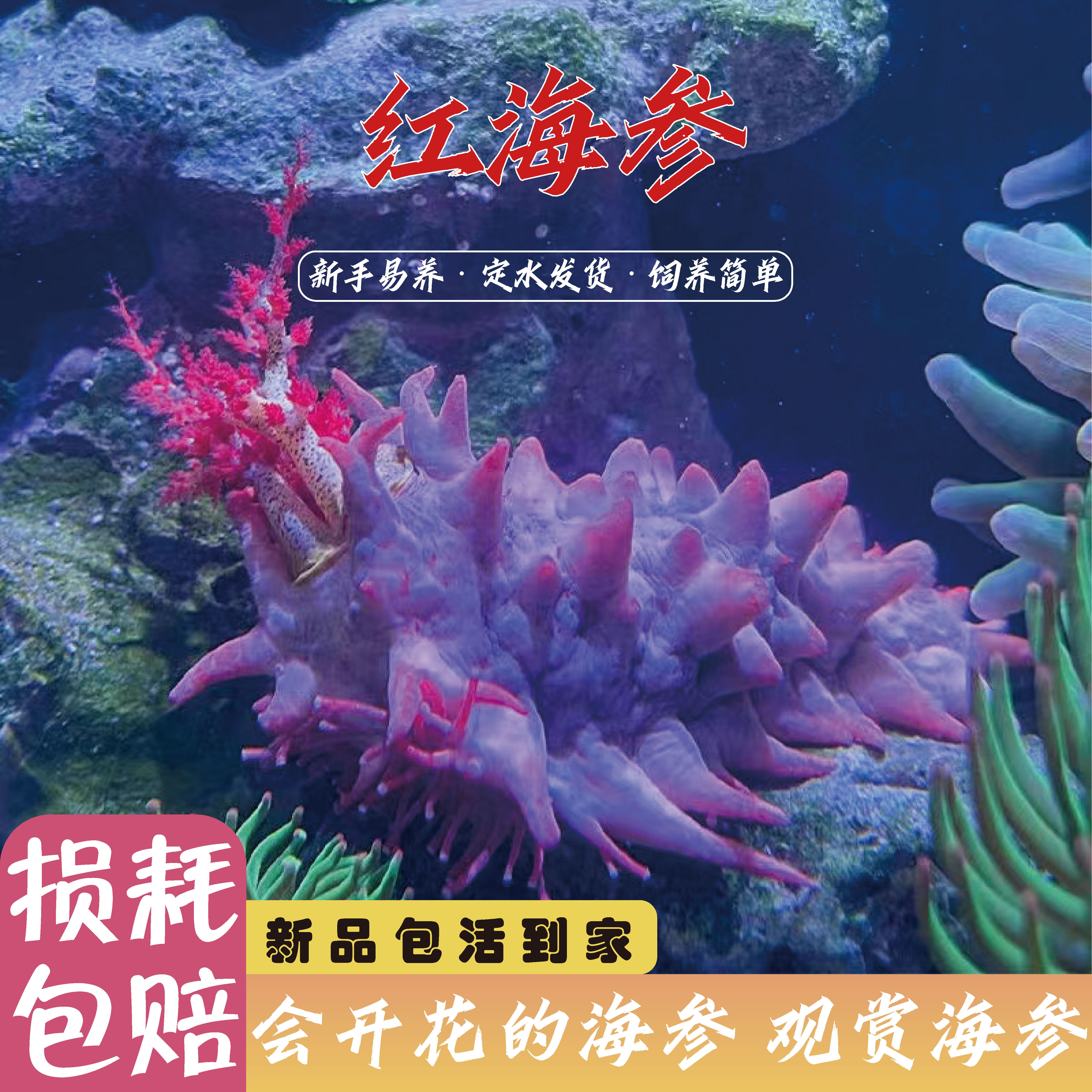 翻沙海参黑海参红海参海缸生物观赏海洋生物吃藻翻砂工具宠物海水
