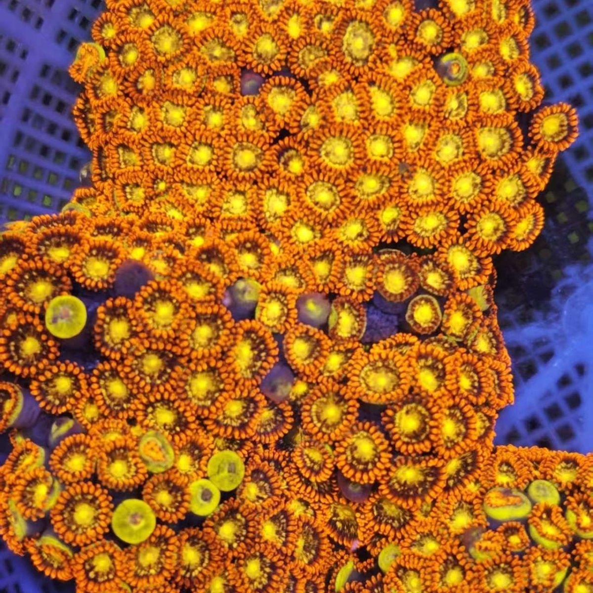 海缸珊瑚炫彩纽扣海缸软体珊瑚海缸生物新手入门珊瑚海缸造景,宠物/宠物食品及用品,珊瑚/海葵,淘宝优惠券,粉丝福利购,淘宝优惠卷