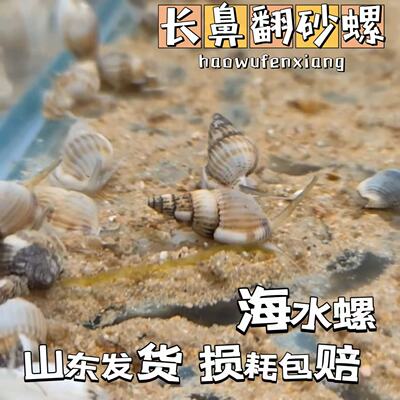 长鼻翻砂螺海缸除藻螺翻砂