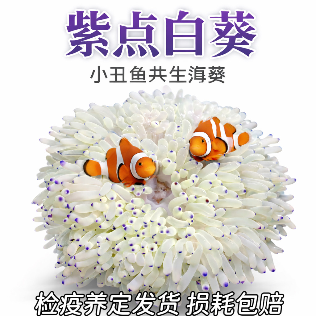 海水生物公主葵紫点白葵小丑鱼共生海葵奶嘴海葵简单饲养新手推荐