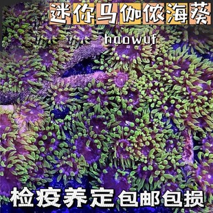 荧光绿珊瑚迷你马伽侬地毯软体珊瑚海缸小丑鱼共生海葵海水生物