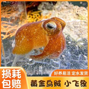 紫金乌贼黄金乌贼小飞象短尾迷你海洋观赏生物章鱼小乌贼造景观赏