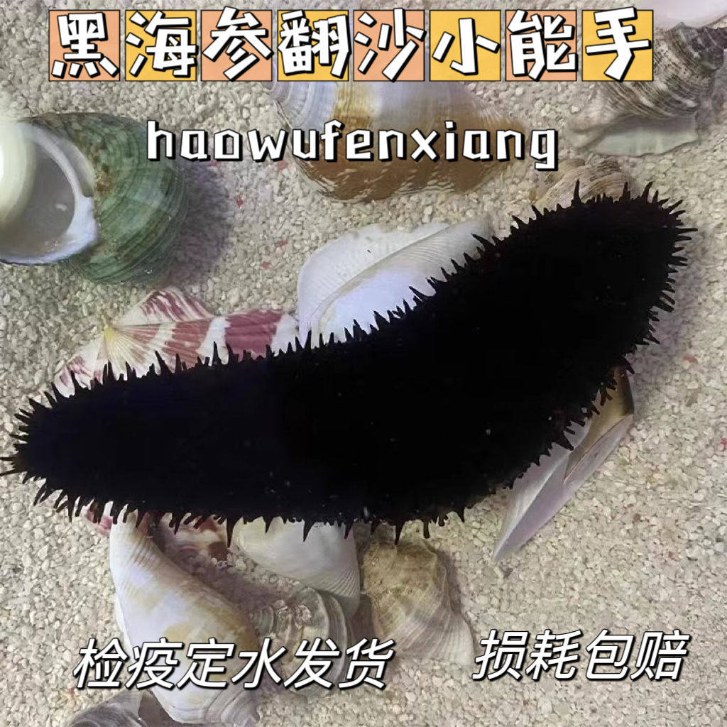 翻砂黑海参红海参海参海洋生物海缸生物工具包活观赏活体翻砂