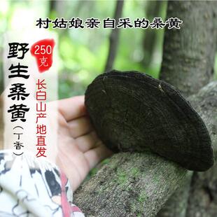 桑黄野生长白山马桑黄枝正宗SNC丁暴香桑黄正品非藏桑树西灵芝整2