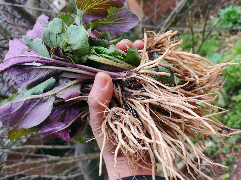 贵州野青菜中药材 新鲜菊三七天青地红青菜野茼蒿地产中草药500克