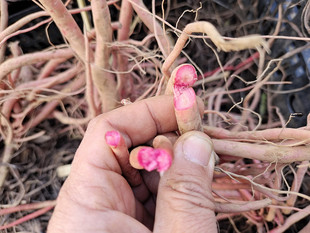 贵州红牛克膝根红土牛膝根怀牛膝煲汤500克 新鲜红牛膝炖汤中药材