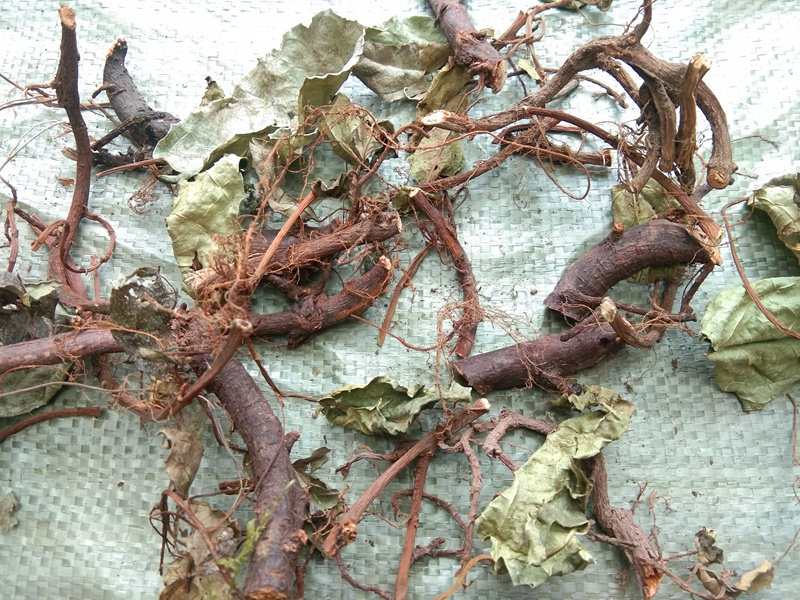 贵州野生地瓜藤中药材 地枇杷根地果地石榴新晒干货特级草药500克
