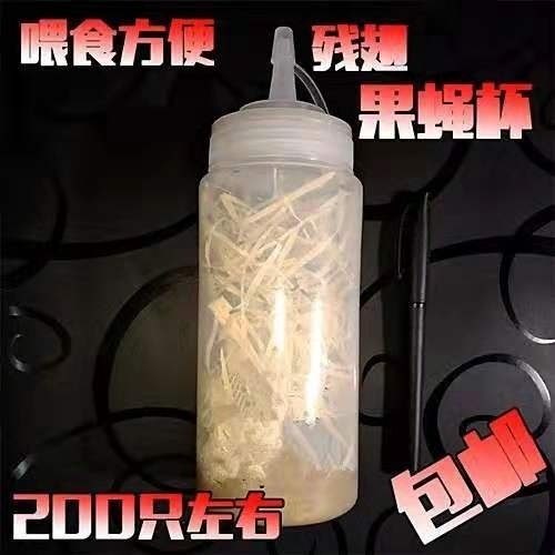 果蝇杯活体饲料大小果蝇残翅无翅树蛙螳螂活体饲料包邮