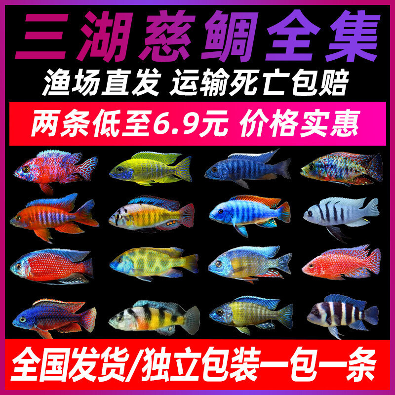 三湖慈鲷马鲷蓝阿里非洲王子热带鱼岩栖小型淡水鱼观赏鱼活体包邮