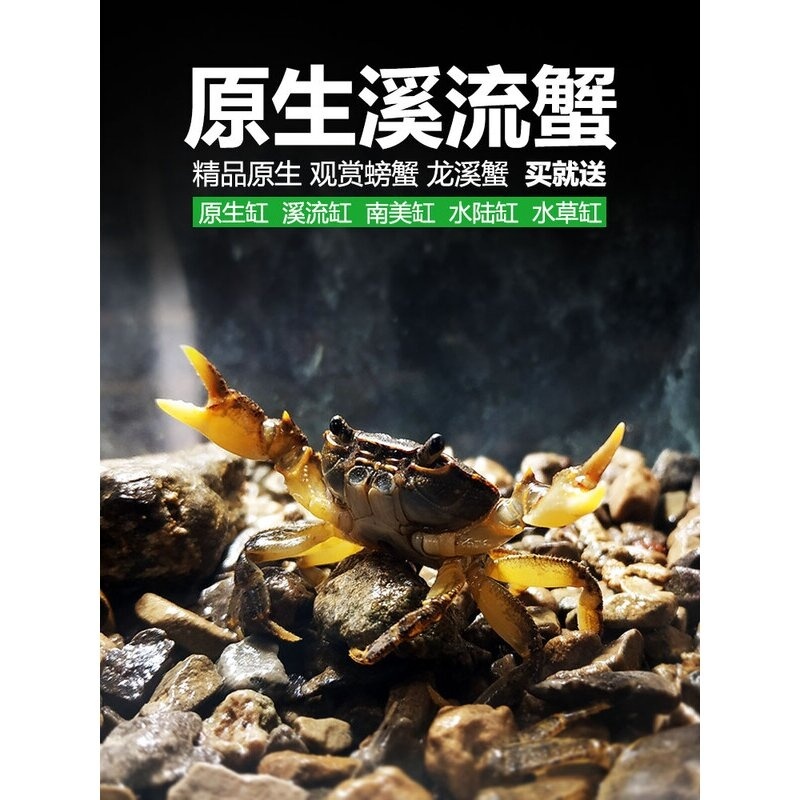 买二送1 观赏蟹 溪流蟹 迷你小螃蟹宠物螃蟹吃虫除藻华溪蟹龙溪