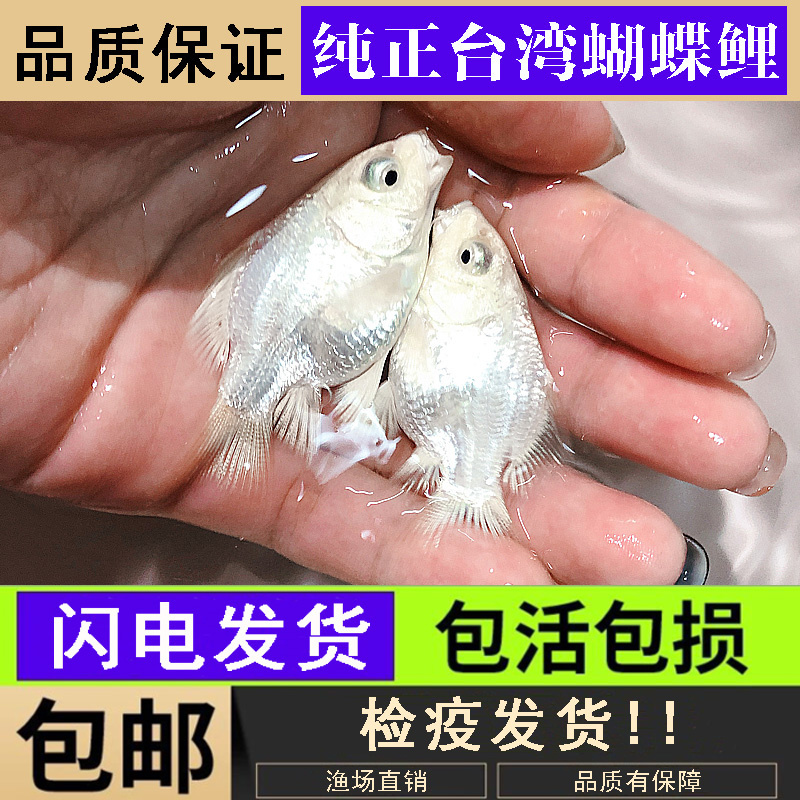 台湾蝴蝶鲤观赏鱼石膏白冷水鱼短身贵妃球体长尾锦鲤鱼苗活体金鱼